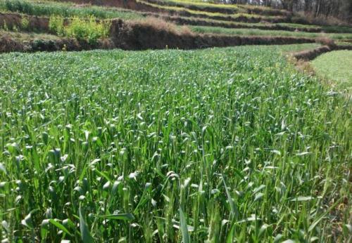 shade net plasă de umbră