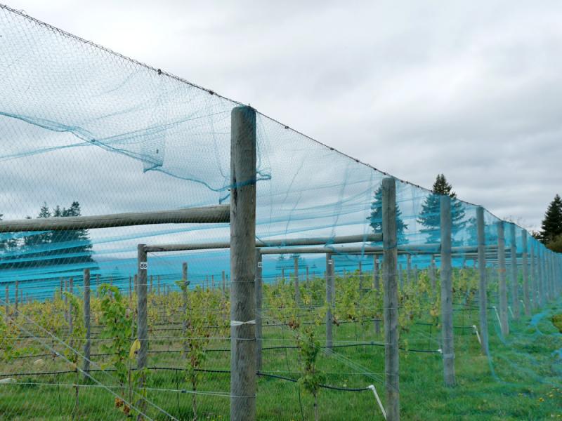 vineyard_netting_1 plasă_vii_1