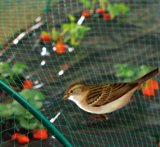 bird net plasă pentru păsări