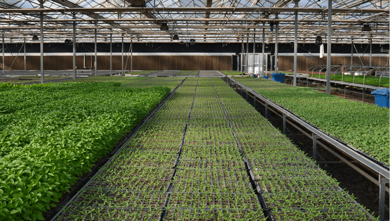 nursery plug trays tăvi pentru dopuri de pepinieră