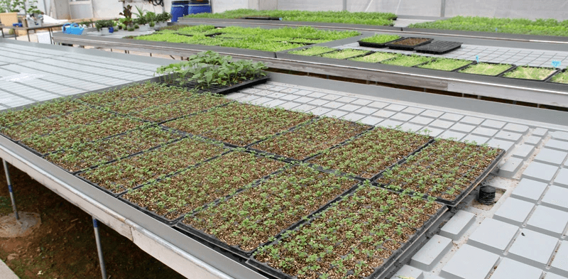 seedling trays 50 cells tăvi pentru răsaduri 50 de celule