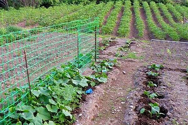 Plasa de &icirc;ntindere Bop