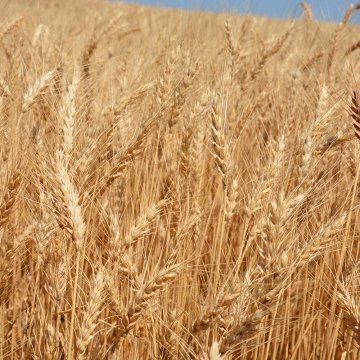 plasă &icirc;mpotriva păsărilor