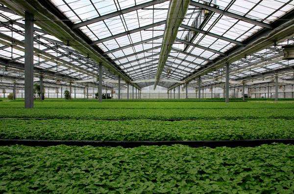 plasă de umbră pentru seră