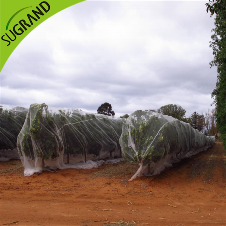 Plase transparente anti albine online