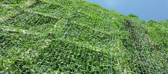 inginerie de plantare cu plasă de susținere a plantelor