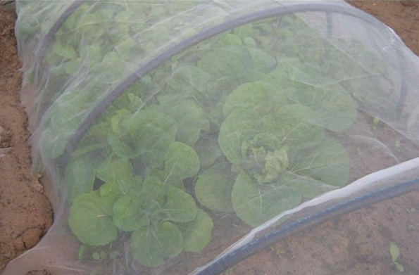 Plasele rezistente la insecte izolează dăunătorii de legume și fructe
