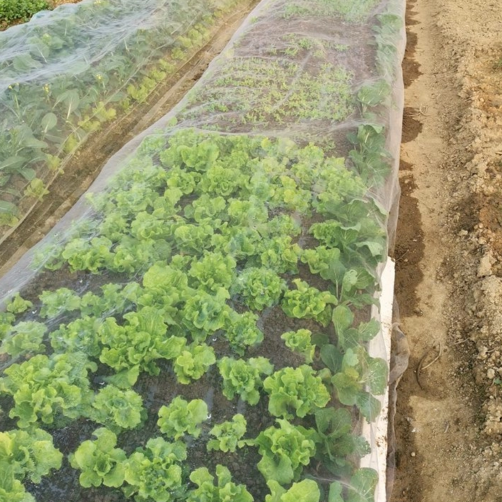 Ce dimensiune de plasă se potrivește cel mai bine rețelelor anti -insecte?