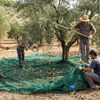 En-gros Olive Net Olive Harvest Net