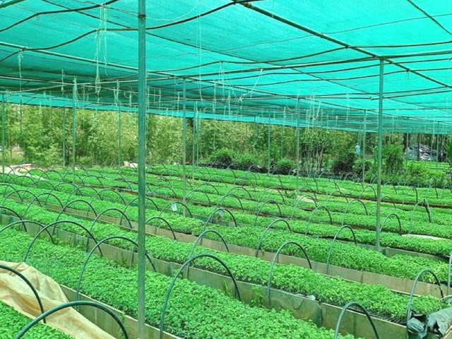 Plasa de umbra verde