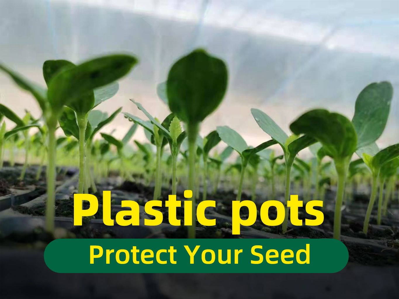 Ghiveci de pepinieră 1