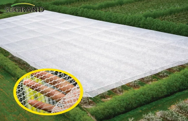 Cum se folosesc podgoriile rețelelor anti-hail pentru a salva recoltele