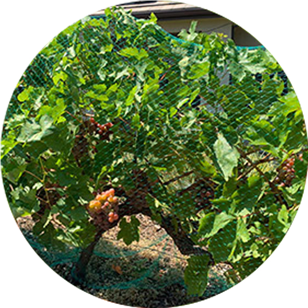 Plasa antipasare extrudata