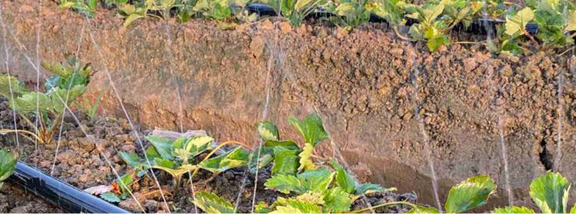 Irigarea prin picurare4