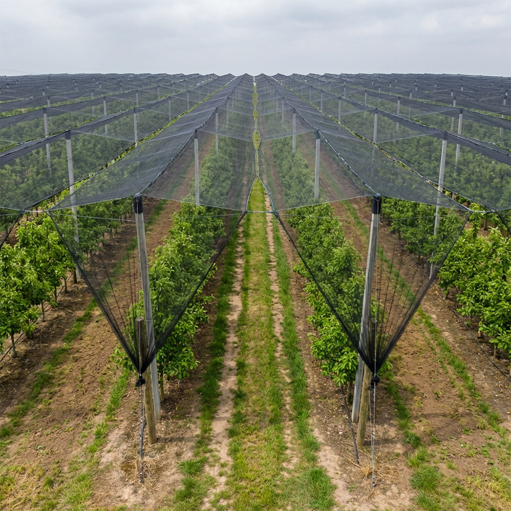 SUGRAND Plasă antigrindină pentru livezile fermelor
