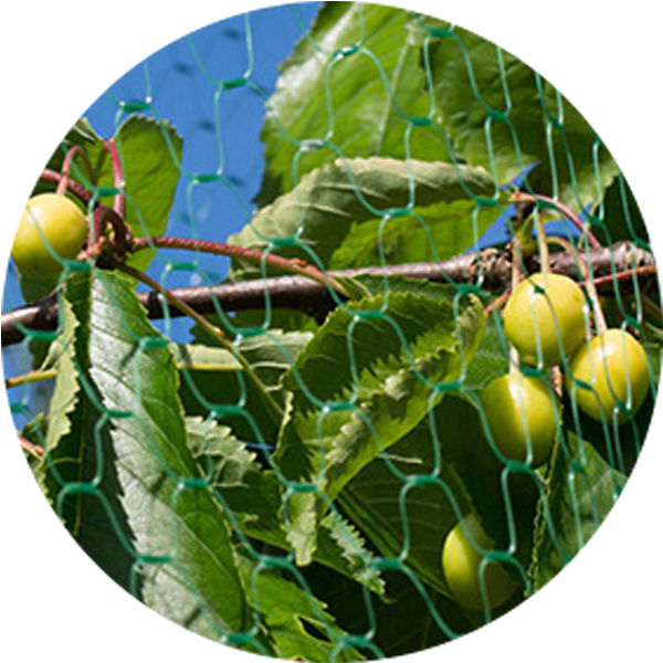 Producător anti -păsări