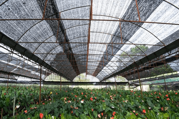 P&acirc;nză de umbră