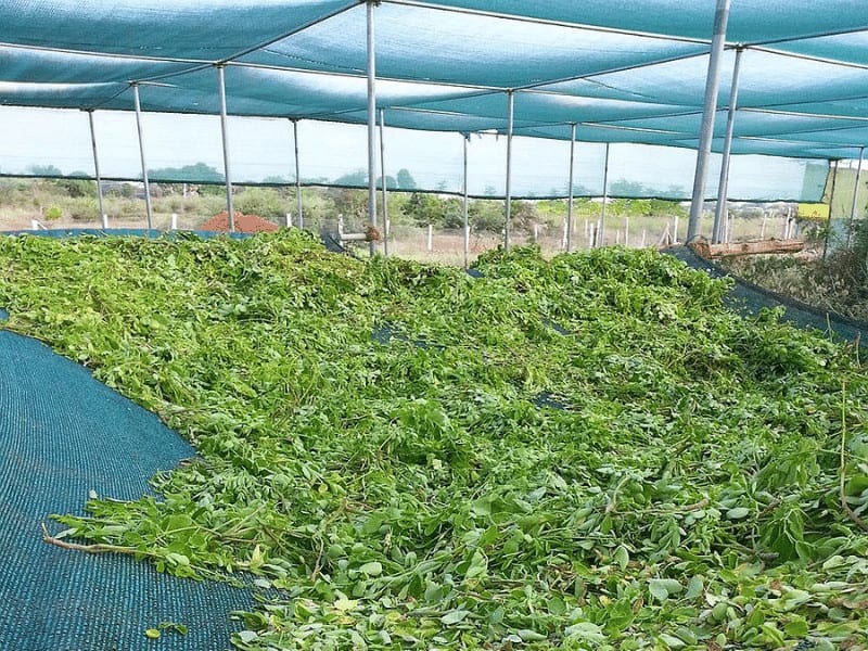 Netting de nuanță verde