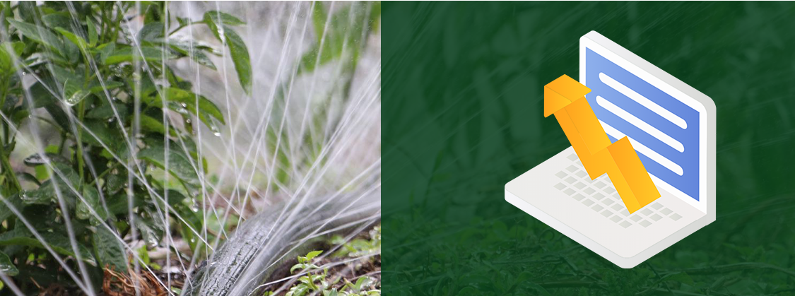 Irigare prin picurare6