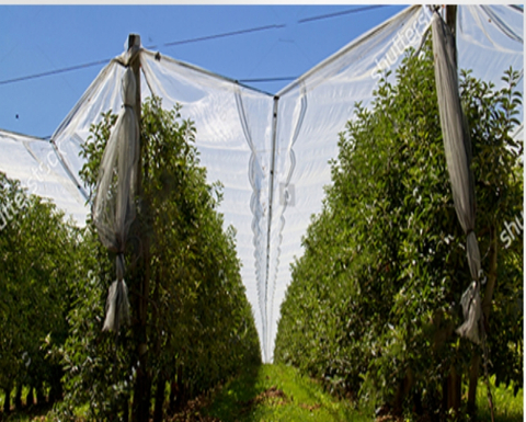 pânză de grindină lângă mine