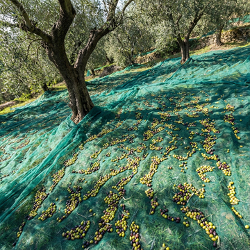 olive net.jpg