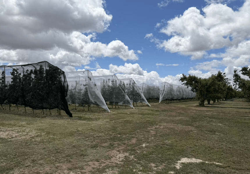 Podgorii cu plase de grindină