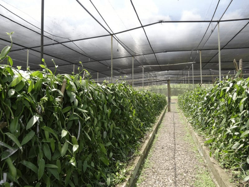 Net de nuanță verde