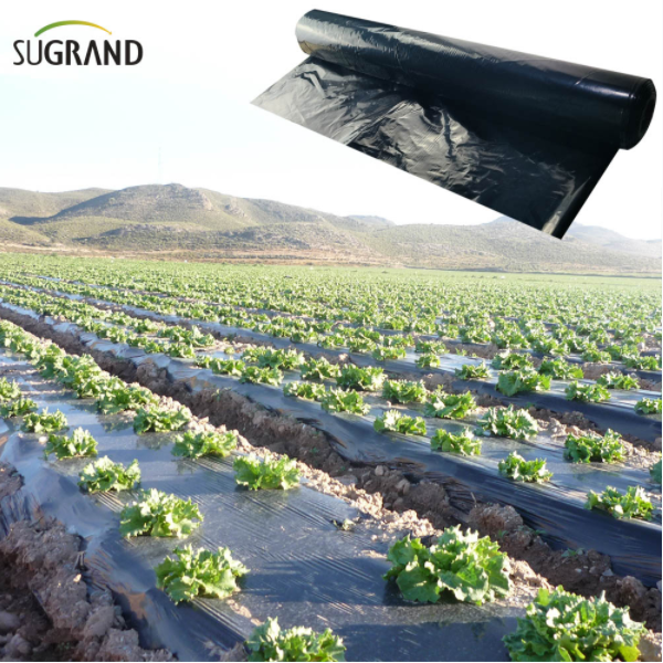 Beneficiile filmului de mulci în sere