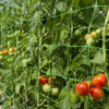 Plasa de sustinere a plantelor cu ridicata si plasa de spalier pentru culturi