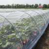 Plasa de insecte HDPE 40 ochiuri pentru legume de sera